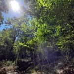 inside view of the forest