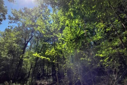 inside view of the forest